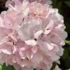 Kern's Pink Snowball Viburnum Bush - 2 Gallon Pot -Garden Plants viburnum plicatum kerns pink snowball 2
