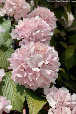 Kern's Pink Snowball Viburnum Bush - 2 Gallon Pot 12 Kern's Pink Snowball Viburnum Bush - 2 Gallon Pot -Garden Plants viburnum plicatum kerns pink snowball 3