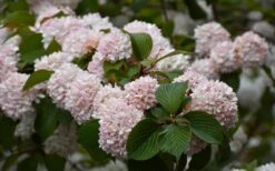 Kern's Pink Snowball Viburnum Bush - 2 Gallon Pot 13 Kern's Pink Snowball Viburnum Bush - 2 Gallon Pot -Garden Plants viburnum plicatum kerns pink snowball 7