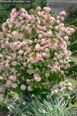 Kern's Pink Snowball Viburnum Bush - 2 Gallon Pot 11 Kern's Pink Snowball Viburnum Bush - 2 Gallon Pot -Garden Plants viburnum plicatum kerns pink snowball 9