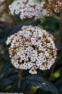 Prague Viburnum - 1 Gallon Pot -Garden Plants viburnum pragense prague 2 1