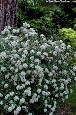 Prague Viburnum - 3 Gallon Pot 13 Prague Viburnum - 3 Gallon Pot -Garden Plants viburnum pragense prague 4 2