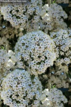 Prague Viburnum - 2.5 Quart Pot -Garden Plants viburnum pragense prague 5