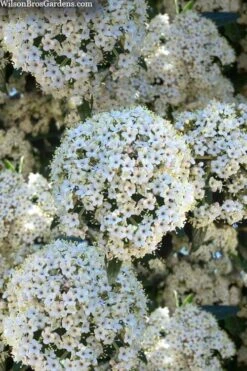 Prague Viburnum - 2.5 Quart Pot