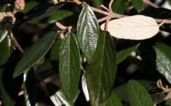 Prague Viburnum - 3 Gallon Pot 17 Prague Viburnum - 3 Gallon Pot -Garden Plants viburnum pragense prague 7 2