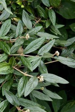 Prague Viburnum - 3 Gallon Pot 16 Prague Viburnum - 3 Gallon Pot -Garden Plants viburnum pragense prague 9 2