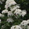Blackhaw Viburnum - 2 Gallon Pot -Garden Plants viburnum prunifolium black haw 12 1