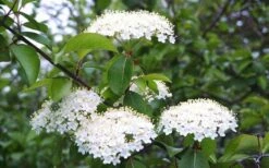 Blackhaw Viburnum - 2 Gallon Pot -Garden Plants viburnum prunifolium black haw 4 1