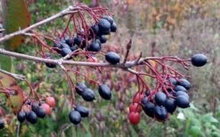 Blackhaw Viburnum - 2 Gallon Pot -Garden Plants viburnum prunifolium black haw 5 1