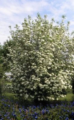 Blackhaw Viburnum - 3 Gallon Pot -Garden Plants viburnum prunifolium black haw 7
