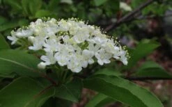 Blackhaw Viburnum - 2 Gallon Pot -Garden Plants viburnum prunifolium black haw 9 1