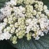 Alleghany Viburnum - 1 Gallon Pot -Garden Plants viburnum rhytidophylloides alleghany 2 thumbnail
