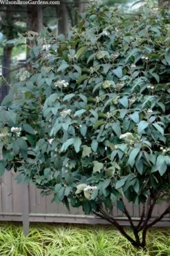 Alleghany Viburnum - 1 Gallon Pot -Garden Plants viburnum rhytidophylloides alleghany 3