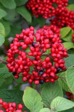 Alleghany Viburnum - 1 Gallon Pot -Garden Plants viburnum rhytidophylloides alleghany 4