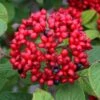 Red Balloon Viburnum - 3 Gallon Pot -Garden Plants viburnum rhytidophylloides red balloon 1