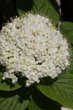 Red Balloon Viburnum - 3 Gallon Pot -Garden Plants viburnum rhytidophylloides red balloon 5