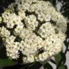 Willowwood Viburnum - 3 Gallon Pot 2 Willowwood Viburnum - 3 Gallon Pot -Garden Plants viburnum rhytidophylloides willowwood 1