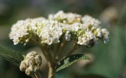 Willowwood Viburnum - 3 Gallon Pot 12 Willowwood Viburnum - 3 Gallon Pot -Garden Plants viburnum rhytidophylloides willowwood 2