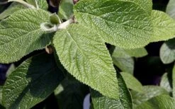 Willowwood Viburnum - 3 Gallon Pot 13 Willowwood Viburnum - 3 Gallon Pot -Garden Plants viburnum rhytidophylloides willowwood 3