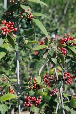 Willowwood Viburnum - 3 Gallon Pot 15 Willowwood Viburnum - 3 Gallon Pot -Garden Plants viburnum rhytidophylloides willowwood 5