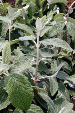 Willowwood Viburnum - 3 Gallon Pot 14 Willowwood Viburnum - 3 Gallon Pot -Garden Plants viburnum rhytidophylloides willowwood 6