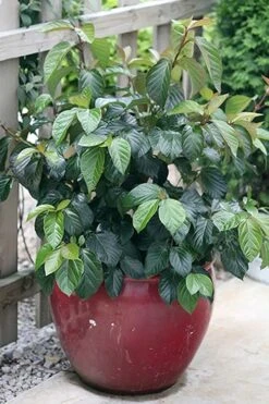 Shiny Dancer Viburnum - 2 Gallon Pot -Garden Plants viburnum shiny dancer 26