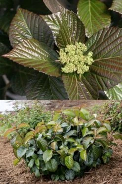 Shiny Dancer Viburnum - 2 Gallon Pot -Garden Plants viburnum shiny dancer 27