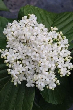 Shiny Dancer Viburnum - 2 Gallon Pot -Garden Plants viburnum shiny dancer 4 500x750 1
