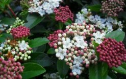 Spring Bouquet Viburnum - 3 Gallon Pot 15 Spring Bouquet Viburnum - 3 Gallon Pot -Garden Plants viburnum spring bouquet 800x500 1