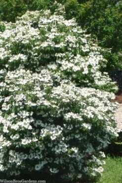 Summer Snowflake Viburnum - 1 Gallon Pot 13 Summer Snowflake Viburnum - 1 Gallon Pot -Garden Plants viburnum summer snowflake 102