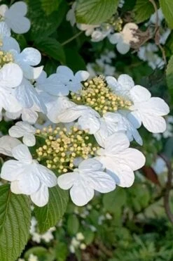 Summer Snowflake Viburnum - 1 Gallon Pot 14 Summer Snowflake Viburnum - 1 Gallon Pot -Garden Plants viburnum summer snowflake 103