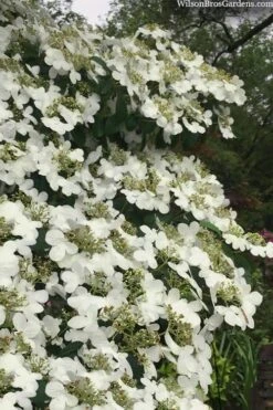 Summer Snowflake Viburnum - 1 Gallon Pot 16 Summer Snowflake Viburnum - 1 Gallon Pot -Garden Plants viburnum summer snowflake 105