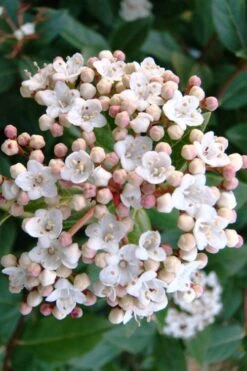 Spring Bouquet Viburnum - 1 Gallon Pot 12 Spring Bouquet Viburnum - 1 Gallon Pot -Garden Plants viburnum tinus spring bouquet 1 2