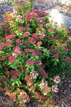 Spring Bouquet Viburnum - 1 Gallon Pot 13 Spring Bouquet Viburnum - 1 Gallon Pot -Garden Plants viburnum tinus spring bouquet 2 2
