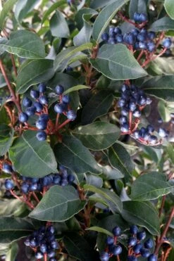 Spring Bouquet Viburnum - 6 Pack Of 1 Gallon Pots -Garden Plants viburnum tinus spring bouquet 5 1