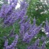 Shoal Creek Chaste Tree (Vitex) - 5 Gallon Pot