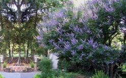 Shoal Creek Chaste Tree (Vitex) - 5 Gallon Pot -Garden Plants vitex agnus castus shoal creek chaste tree 53