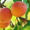 Westley Apricot