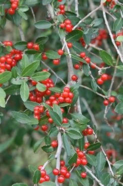 Weeping Yaupon Holly (Ilex Vomitoria 'Pendula') - 7 Gallon Pot (4-5') 14 Weeping Yaupon Holly (Ilex Vomitoria 'Pendula') - 7 Gallon Pot (4-5') -Garden Plants yaupon holly weeping 13